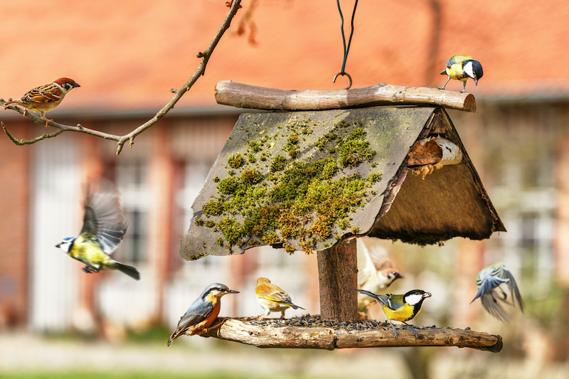 Typischerweise werden Vögel in den Wintermonaten gefüttert.